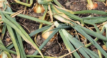 Kdy sklízet cibuli v černozemě, regionech voroněž a belgorod, správné načasování